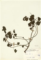 藏品(決明)的圖片